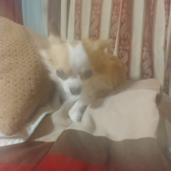 Meet your Posher, Ish - Picture 2 of 4